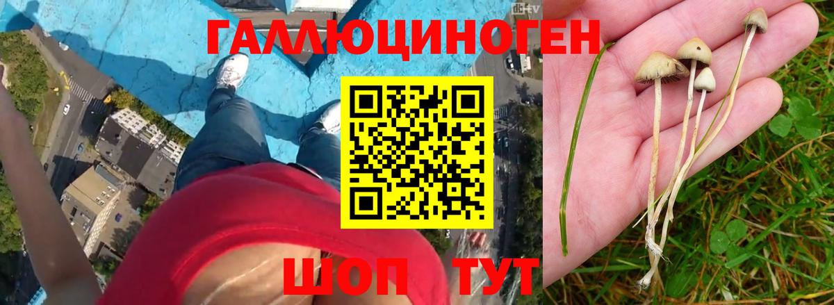 купить наркоту  Ногинск  Псилоцибиновые грибы Psilocybe 